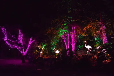 DSC_6989 (Large).JPG